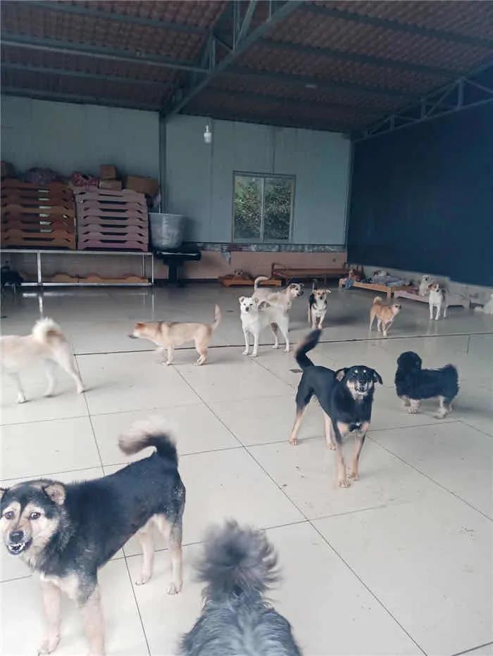 城市该如何文明养犬?宜宾人的“焦点”和“碰撞”在这些 城市该如何文明养犬?宜宾人的“焦点”和“碰撞”在这些