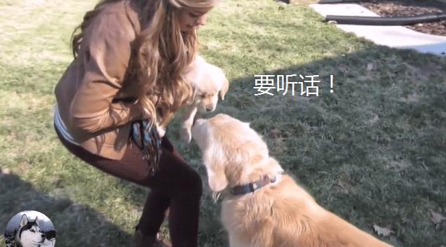 金毛宝宝被领养，结果它追出几百米远，狗妈：保护不了你了