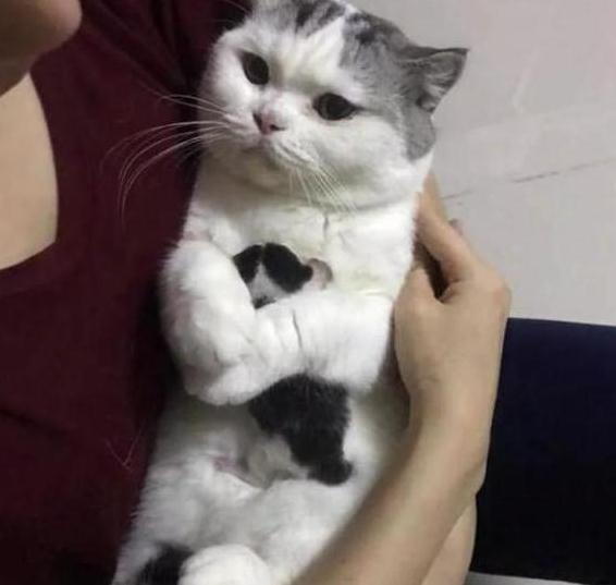 猫咪生下一只独苗，女子假装要送走小猫，低头一看却下不去手！