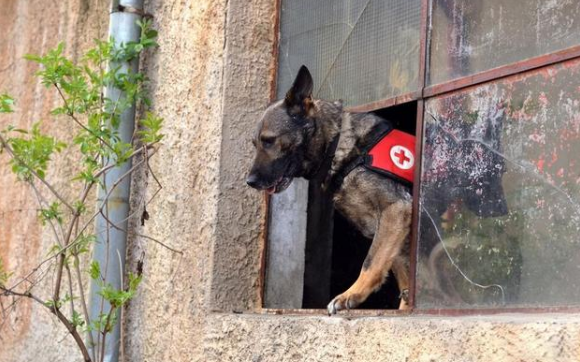被寄养的搜救犬，连开两道锁成功“越狱”，终被好心人送回