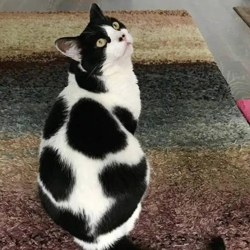 狸花猫不跟女子亲近，却被奶牛猫钻了空，跟随女子求收养