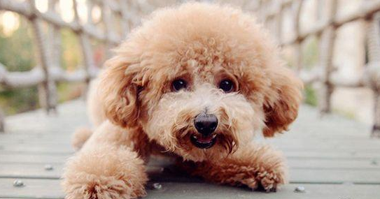 女明星养的小型犬 | 为什么女明星们也都喜欢养小泰迪狗狗？