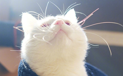 猫咪要尿尿没忍住尿到主人身上 | 胆小猫咪被主人吓破胆了，尿失禁尿了主人一身！