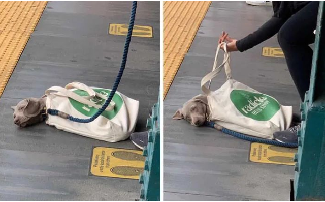 一波被主人装进袋子里的狗狗，委屈又可爱的样子……太搞笑了！