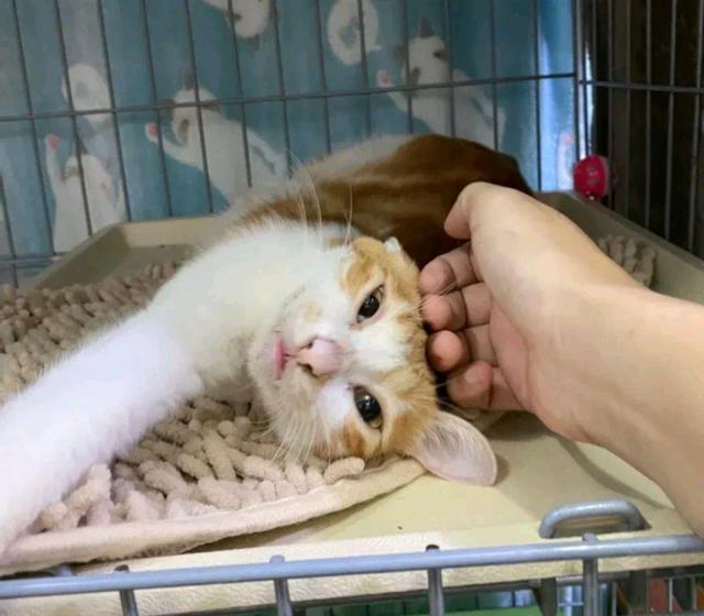 橘猫离家出走半年，回来时带着一只小橘猫，主人：孩子判给你了？