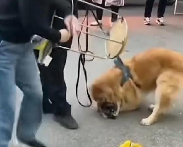 长沙一未拴绳小狗挑衅金毛，后被金毛按地撕咬，主人欲砸金毛被拦