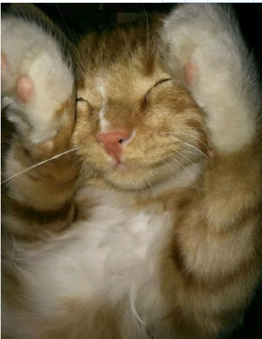 猫能吃蟾蜍吗 | 亲眼看到自家主子吃掉癞蛤蟆 这位铲屎官整个人都不好了