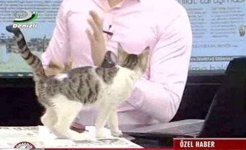 流浪猫误闯电视台,结果不仅找到主人,还成为了一只网红猫! 流浪猫误闯电视台,结果不仅找到主人,还成为了一只网红猫!