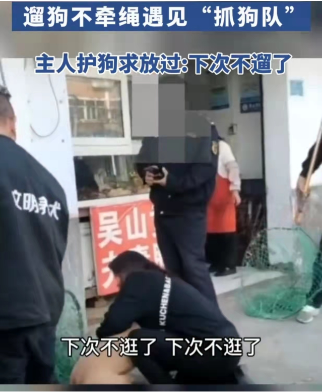 遛狗不牵绳遇抓狗队，女子护狗求放过，路人：看你遛狗还牵不牵绳
