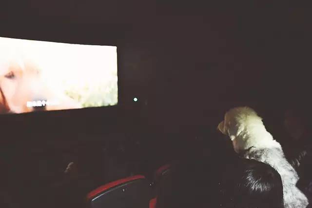 主人放恐怖片给狗看，它的反应可太好笑了：给个眼神自行体会