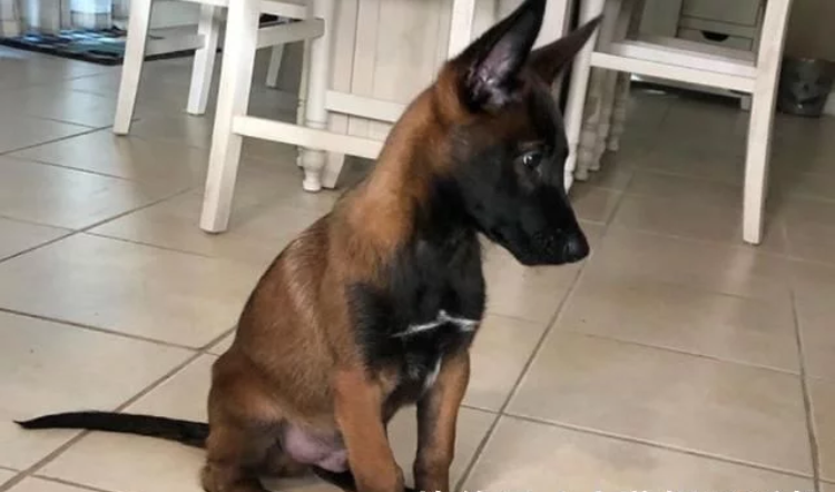 流浪狗收养后变成缉毒犬，下班后非常粘人，执勤威武的样子去哪了