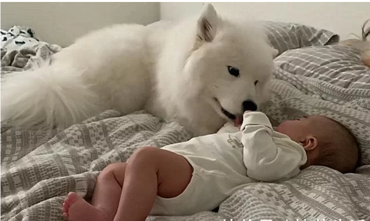 橘猫趴在那打盹,宝宝一口咬住了它的尾巴,妈妈看清后心放了下来 橘猫趴在那打盹,宝宝一口咬住了它的尾巴,妈妈看清后心放了下来