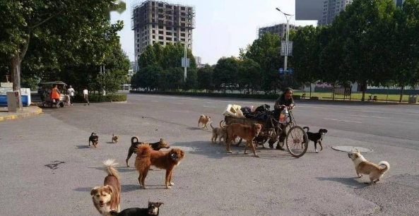 拾荒老人喜欢收养流浪狗,出门时12只“保镖”前呼后拥,太霸气了 拾荒老人喜欢收养流浪狗,出门时12只“保镖”前呼后拥,太霸气了