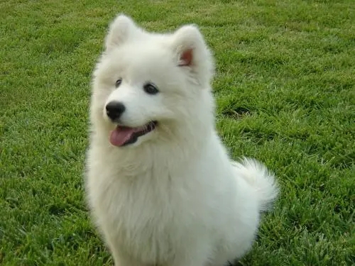 爱犬意外走失,主人找遍全城,23天后发现了它