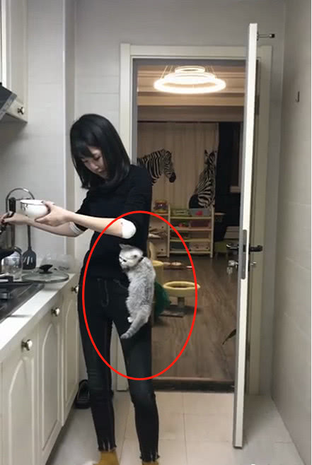 小奶猫看到主人盛饭，顺着大腿直接爬身上，猫：给我也吃一口呗？