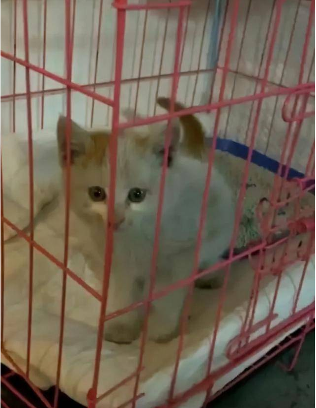 暖心！小猫躲进车底盘，沈阳众多居民接力救猫崽