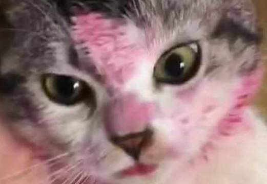 出门前让猫狗看着孩子，回来后主人看到猫狗的脸，气得脸都绿了！