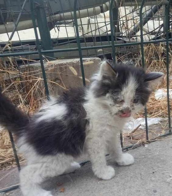 女子捡到一只流浪猫,几个月后却让她惊喜!猫咪:我本来就很美