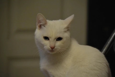 一年前被人领养的猫,带着伤回到原主人身边,它一直在找回家的路 一年前被人领养的猫,带着伤回到原主人身边,它一直在找回家的路