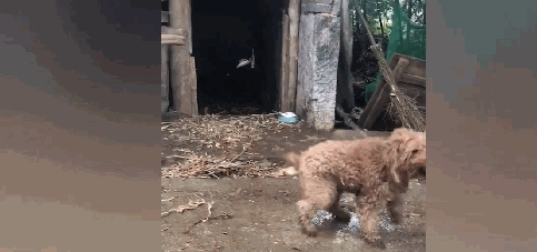 泰迪在农村被养成看家狗，憨壮老实，看到熟人还会摇尾巴……