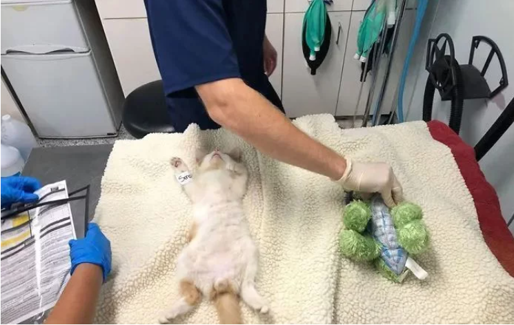 小猫咪要做绝育，主人给它一个玩具陪着，结果医生把玩具也绝育了