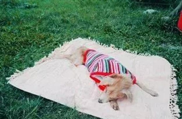 导盲犬被遗弃垃圾堆旁,口腔癌已无法进食,好在有人及时伸出援手 导盲犬被遗弃垃圾堆旁,口腔癌已无法进食,好在有人及时伸出援手