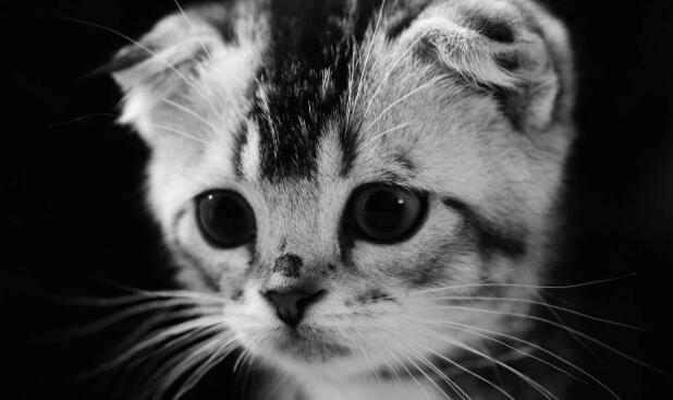民间故事你家养的猫,不一定是宠物,还可能是“哭丧猫” 民间故事你家养的猫,不一定是宠物,还可能是“哭丧猫”