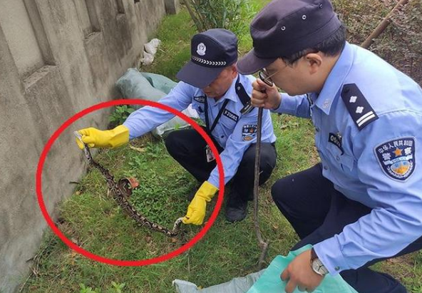 上海一绿化带惊现1.5米大蛇，系国家一级保护动物，能打死它吗？