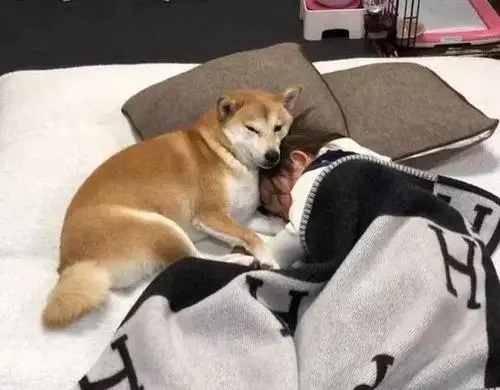 柴犬从小睡主人身上 趁宠主熟睡时躺好 还以为自己是奶狗呢 宠界新闻