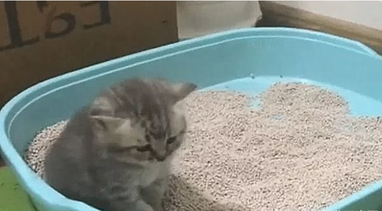 小奶猫排便后没埋，猫妈妈竟一巴掌拍了上去绝对是亲生的