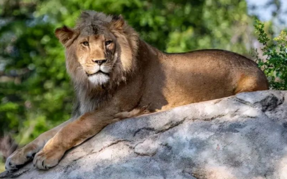 美国丹佛动物园11只狮子染新冠，全美多个大型猫科动物中招