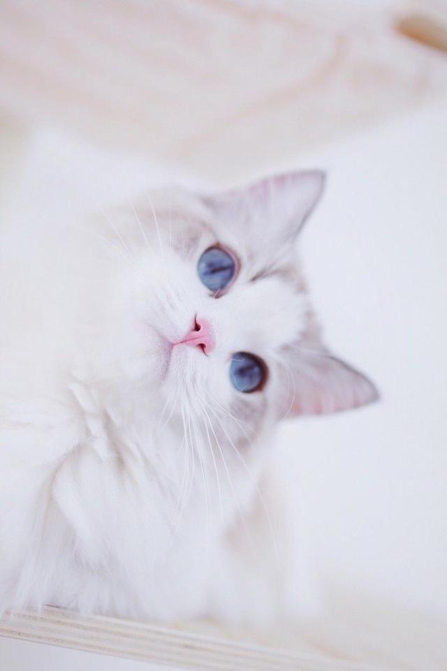女孩想养猫但父母不同意，看看她是怎么做的？这就是知识的力量