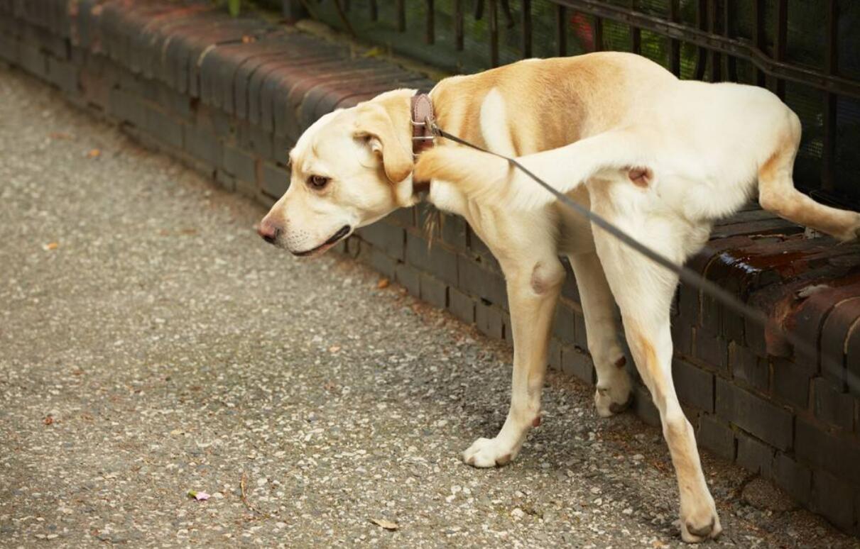 街上总出现一串奇怪的符号，竟是一只18岁高龄犬所为：行为艺术啊