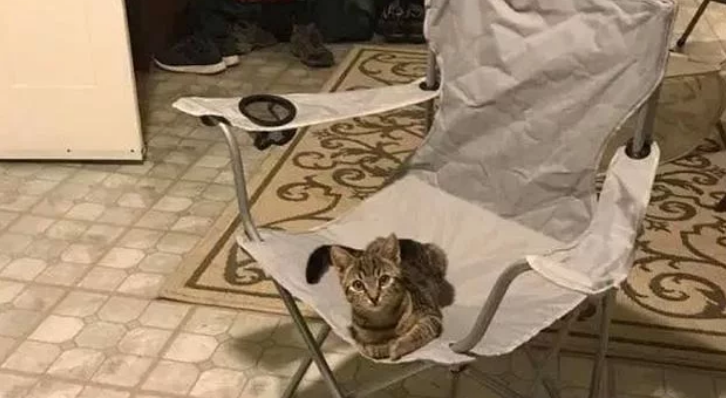 下班回家发现一只猫竟坐在我的椅子上可我没有养猫啊