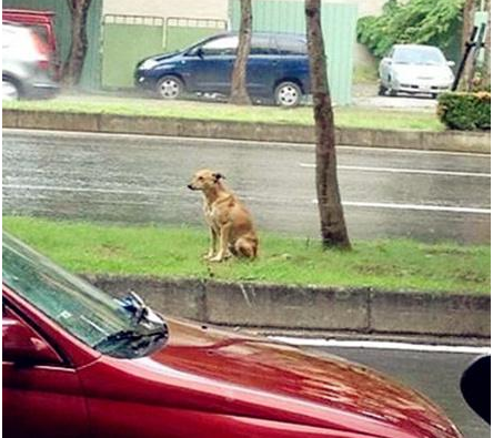 小黄狗站在雨中 | 下一次，请别再遗弃我！