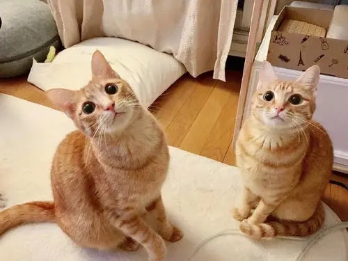 女子疏忽，竟让小猫与熊孩子单独相处，再次回来时，石化当场！