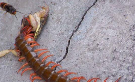 巨型蜈蚣长42公分可干掉青蛙蜥蜴老鼠和毒蛇