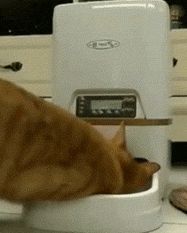 买自动喂食器后，橘猫把喂食器都要抠坏了，主人：你胃是无底洞吗