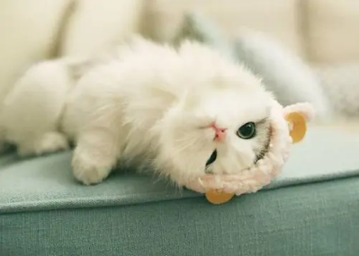 猫咪任性爬上变压器 惨被电死引发短路