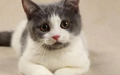 养猫成瘾、猫又是如何“统治”并“接管”许多人的生活世界