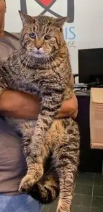 胖猫养殖全过程 | 一只24.5斤重的肥猫是怎么养成的？