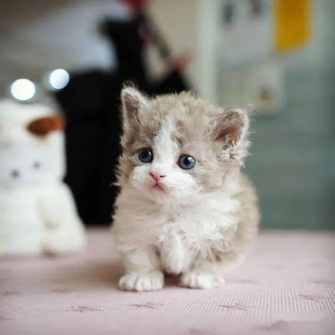 熊孩子来家里做客后，小奶猫竟被染成了彩色：真是有点儿过分了