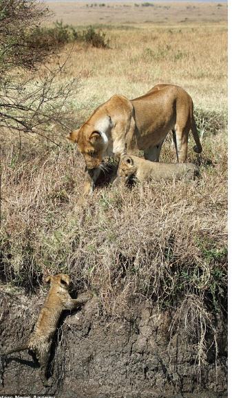 小狮子在泥潭将被群体暴走的水牛践踏，母狮子拼命救子的一刻感动