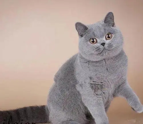 主人偶然间看了监控才知道，原来自己不在家时，猫咪是那么想念她
