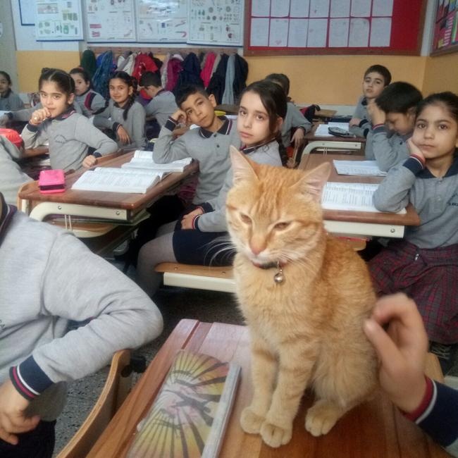 数学课上，老师带猫咪来当助教，结果猫咪趴在老师肩上扭动狂蹭！