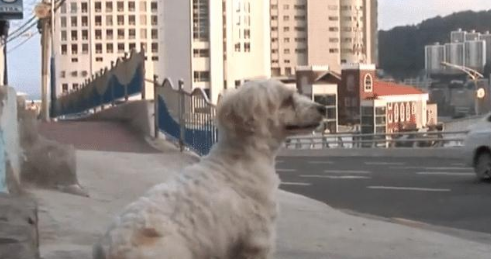 狗狗在车站苦等一年,可它再也等不到主人了,让人泪目啊