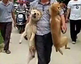 狗偷来的 | 偷来的狗,拉雪橇活活被累死狗狗的忠诚成为敛财的手段,人性何在