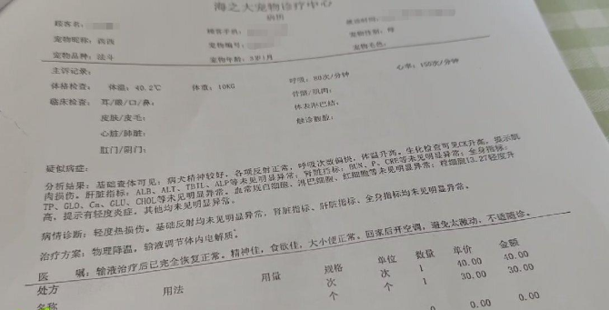 海口一宠物狗寄养期间死亡,狗主人索赔5万元 店家:刚出院就送来宠物店 海口一宠物狗寄养期间死亡,狗主人索赔5万元 店家:刚出院就送来宠物店