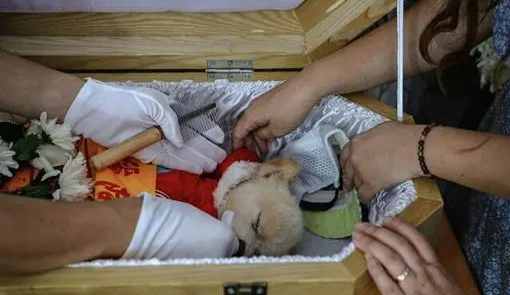 主人去世，狗狗却认其他人当主人！知道真相后大家竟不忍心责怪！
