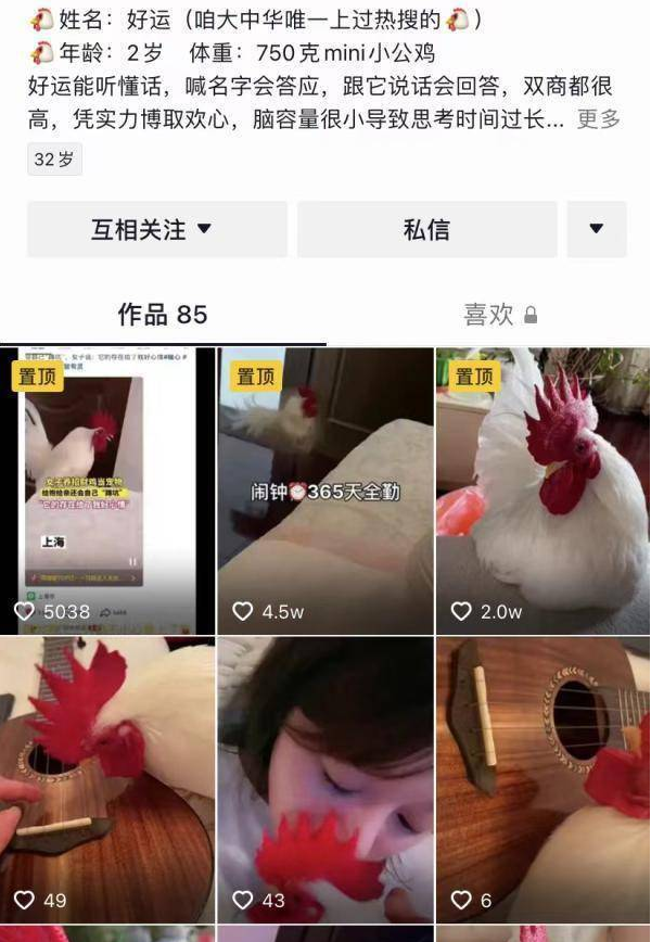 抑郁症女子养宠物鸡上热搜：选择了它就对它负责到底